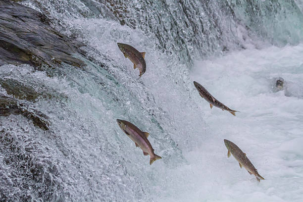 Sockeye Salmon Jumping Up Falls stock photo