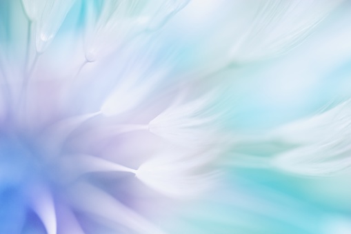 Soft abstract gradient background , abstract dandelion