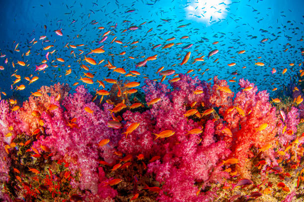 Soft coral reef stock photo