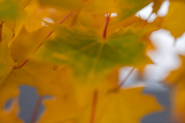 Soft focus fall leaves background stock photo