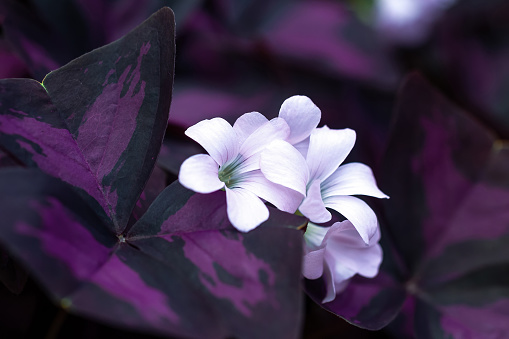 False shamrock white flowers in dark violet leaves. Oxalis triangularis perennial plant in family Oxalidaceae. Blooming Purple Shamrock with three heart shaped leaf growing in pot, soft focus