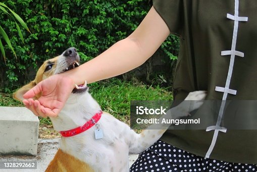 istock Soft focus of a cute white and brown dog bites in hand while playing with owner. 1328292662