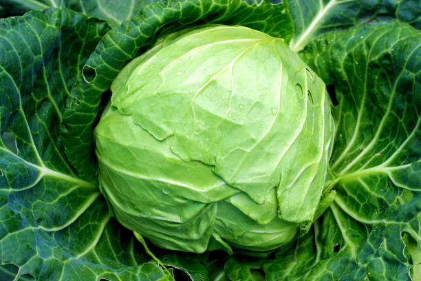Soft focus of Big cabbage in the garden stock photo