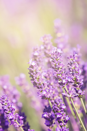 Soft focus on lavender flowers meadow, beautiful summer nature background. Selective focus