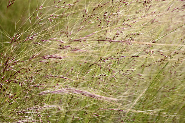 soft grass stock photo