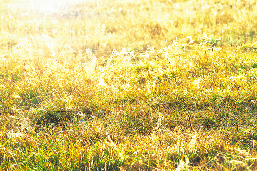 Soft image of autumn meadow in sunlight early in the morning, with blurred background and nice warm yellow colors. Dew and spider web