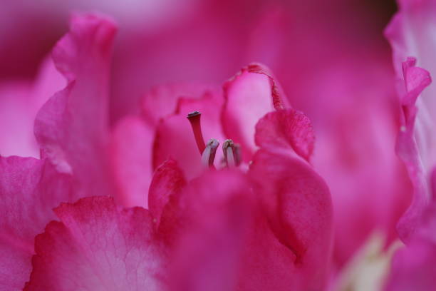 Soft pink petals on a rhododendron flower. stock photo