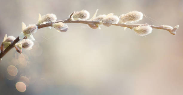 soft-spring-nature-background-with-pussy-willow-branch-picture-id1208003993