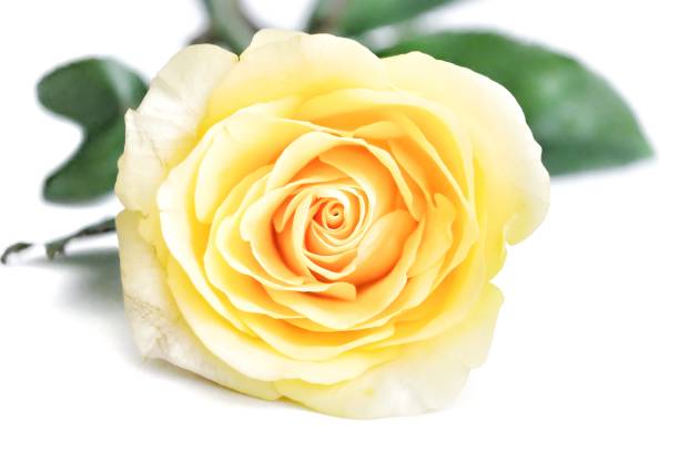 мягкий стиль сладкого желтого цветка розы на белом изолированном фоне - венчик лепесток стоковые фото и изображения