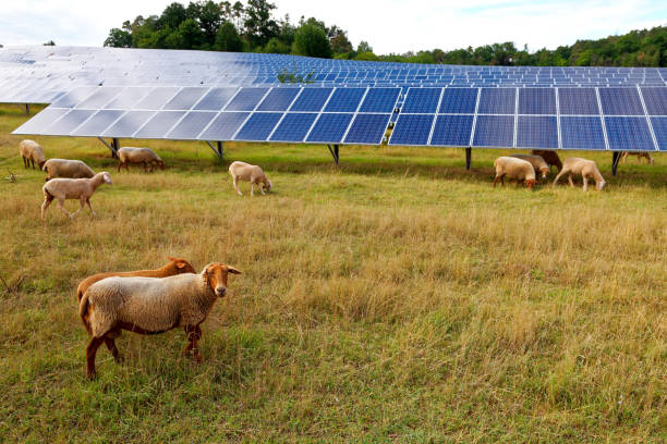 solar power station with sheep - central solar imagens e fotografias de stock