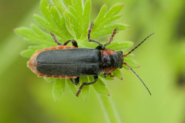 Soldier beetle stock photo