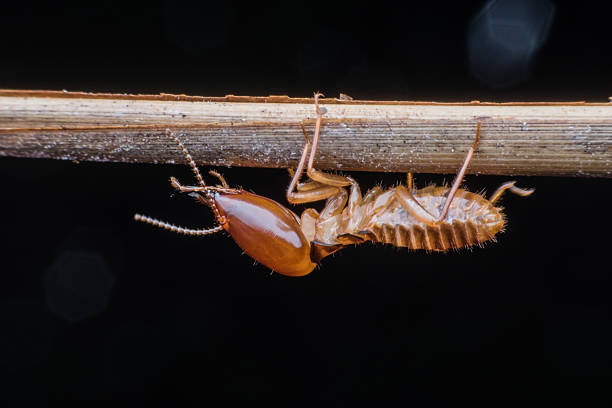 Soldier Termite Close up Soldier Termite on branch termite damage stock pictures, royalty-free photos & images