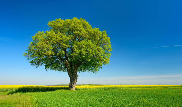 Solitary Lime Tree in Fields of Rapeseed and Wheat under Blue Sky stock photo