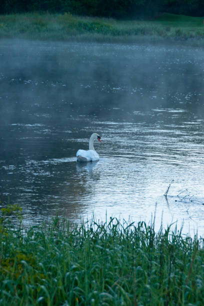Solitary Swan, Spring Morning, River Cong, County Mayo, Ireland A solitary swan glides across pristine River Cong waters flowing past the doors of Ashford Castle, County Mayo, Ireland. michael stephen wills cong stock pictures, royalty-free photos & images
