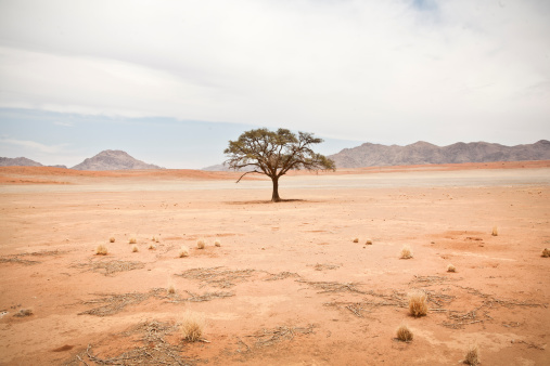 Remote tree photographed in Namibia. Pastel colored picture of solitary tree with leaves in desert with mountain range in background.
