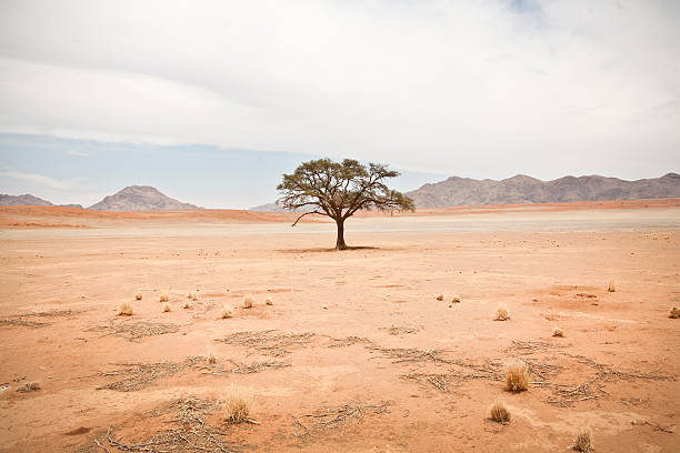 Solitary Tree with Leaves Remote tree photographed in Namibia. Pastel colored picture of solitary tree with leaves in desert with mountain range in background. desert stock pictures, royalty-free photos & images