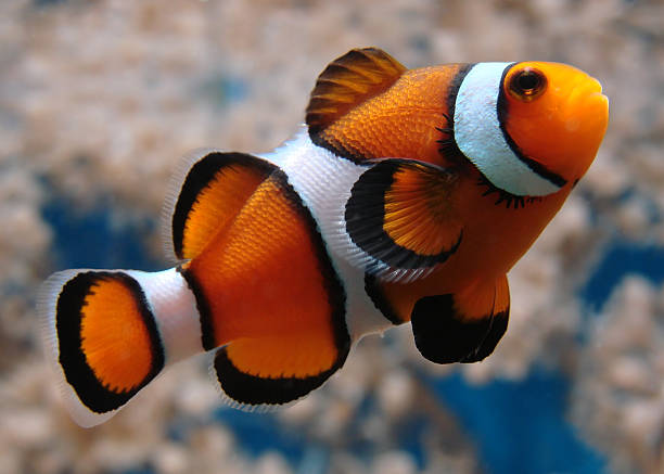 A solitude clownfish swimming in the ocean A clownfish (Amphiprion Ocellaris). clown fish stock pictures, royalty-free photos & images
