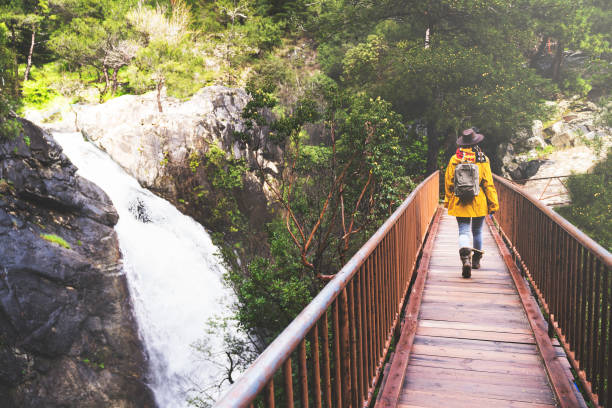 Solo traveler hiking in the forest, walking over bridge stock photo