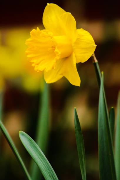 Solo Yellow Easter Flower  easter sunday stock pictures, royalty-free photos & images