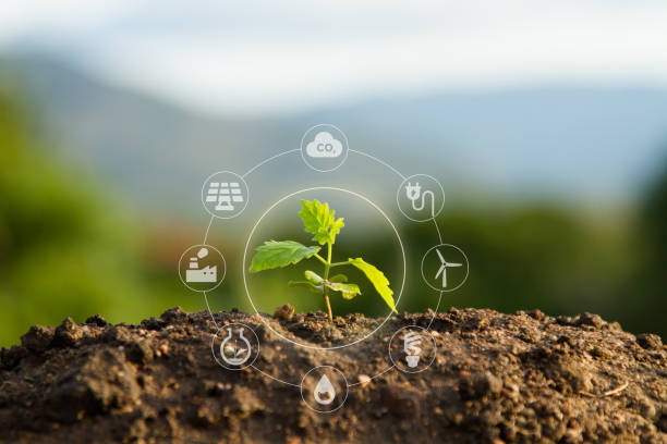 Solution of Air and Environment pollution concept. Seedling with bubble of eco icon with green nature background. Clean environment, Solution of Air and Environment pollution concept. zero waste stock pictures, royalty-free photos & images