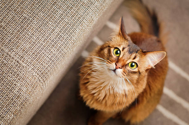 Somali Cat Looking Up Purebred ruddy somali cat looking up staring at the camera. fluffy stock pictures, royalty-free photos & images