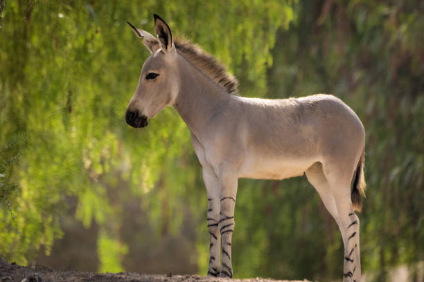 afrika yabani merkebi stok fotograf resimler ve gorseller istock afrika yabani merkebi stok fotograf resimler ve gorseller istock
