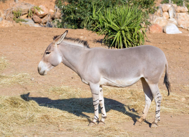 afrika yabani merkebi stok fotograf resimler ve gorseller istock afrika yabani merkebi stok fotograf resimler ve gorseller istock