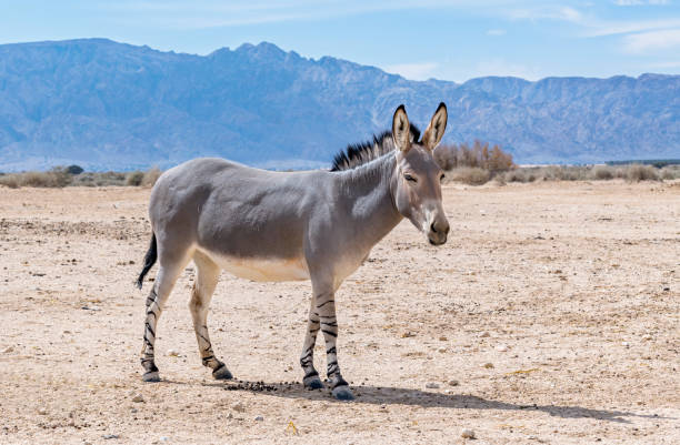 Somali wild donkey (Equus africanus) in nature reserve stock photo