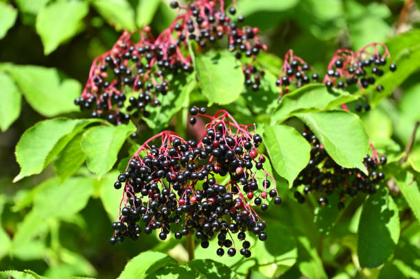 Some ripe elderberry on branch stock photo
