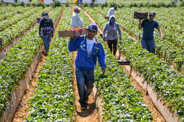 Some seasonal farmers work hard in the sun in a strawberry plantation in Mexico stock photo
