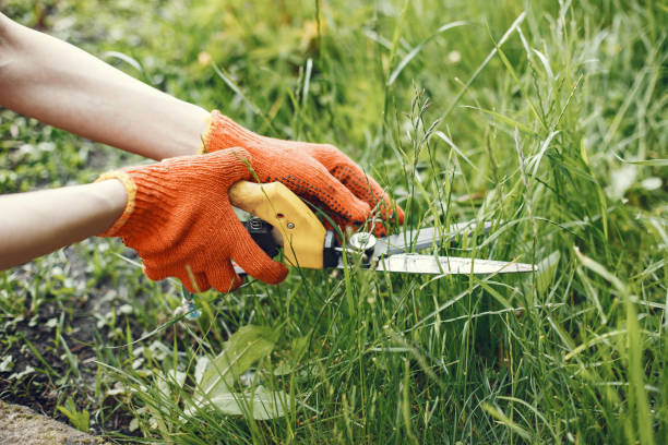 Someone trimming bushes with garden scissors Woman gathers fresh kitchen herbs in the garden. Hand in a orange gloves. pruning shears stock pictures, royalty-free photos & images