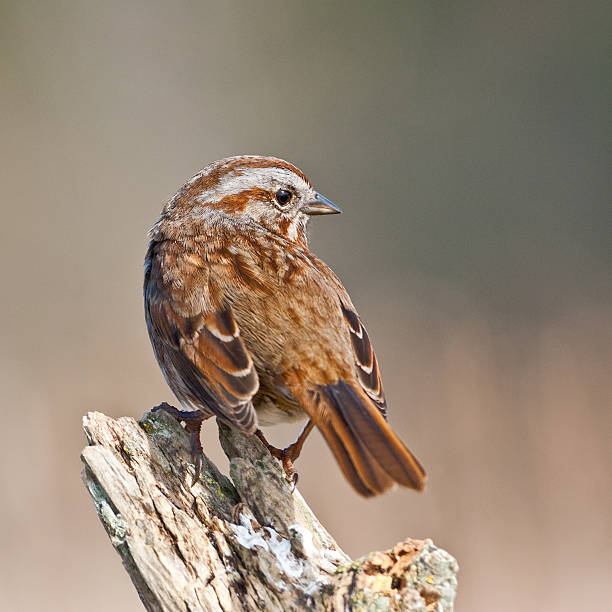 Song Sparrow on a Driftwood Perch The Song Sparrow (Melospiza melodia) is a medium-sized bird, native to North America. It is easily one of the most abundant, variable and adaptable species. They are seldom seen at bird feeders, preferring to forage on the ground and in the bushes. This sparrow was photographed at Foulweather Bluff Natural Area near Hansville, Washington State, USA. jeff goulden sparrow stock pictures, royalty-free photos & images