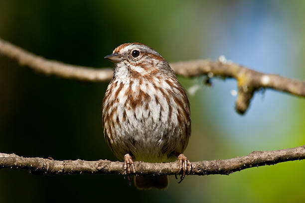 Song Sparrow Perched on a Branch The Song Sparrow (Melospiza melodia) is a medium-sized bird, native to North America. It is easily one of the most abundant, variable and adaptable species. They are seldom seen at bird feeders, preferring to forage on the ground and in the bushes. This sparrow was photographed in Edgewood, Washington State, USA. jeff goulden sparrow stock pictures, royalty-free photos & images
