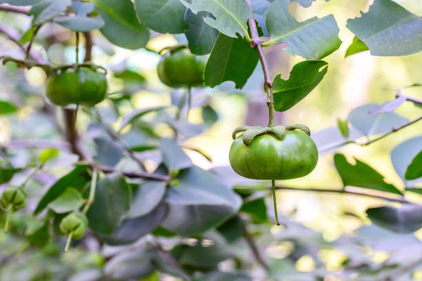 Sonneratia ovate fruit, mangrove tree in the family Lythraceae. stock photo
