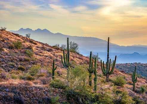 Saguaro Cactus and Majestic mountain view in Scottsdale Arizona