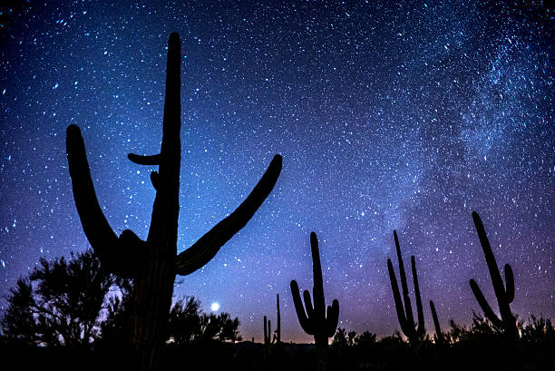 Sonoran Night Celestial magic in the night sky above Saguaro National Park, Arizona. sonoran desert photos stock pictures, royalty-free photos & images