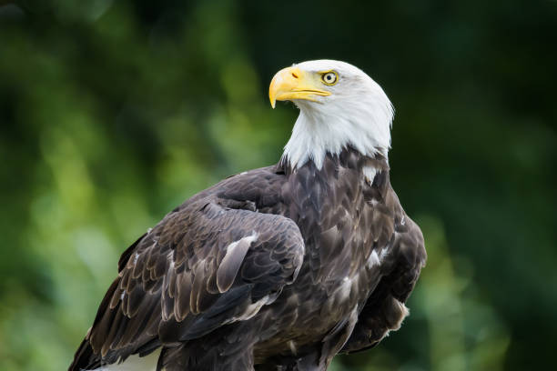 Soon eagle Closeup portrait of a Bald eagle bird of prey stock pictures, royalty-free photos & images