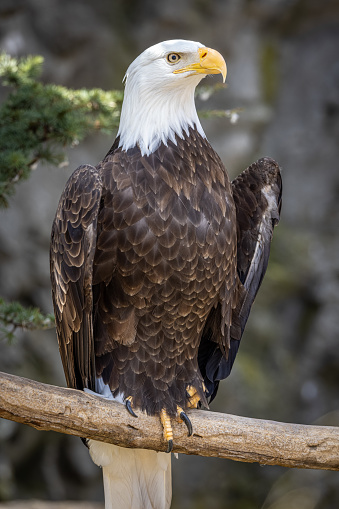 Bald Eagle with Flag United States of America