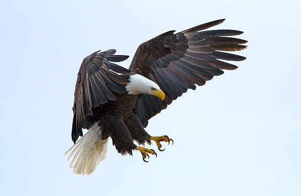 Soon Eagle A bald eagle about to land bird of prey stock pictures, royalty-free photos & images