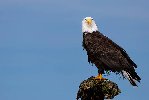 Soon Eagle A wild Bald Eagle perches on a barnacle-covered rock jutting out of the water. Taken from a kayak in Puget Sound, in Washington State. Adobe RGB color space. perching stock pictures, royalty-free photos & images
