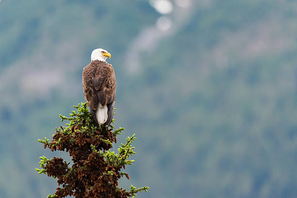 Soon Eagle Bald Eagle perched on a tree top Jasper National Park Alberta Canada perching stock pictures, royalty-free photos & images
