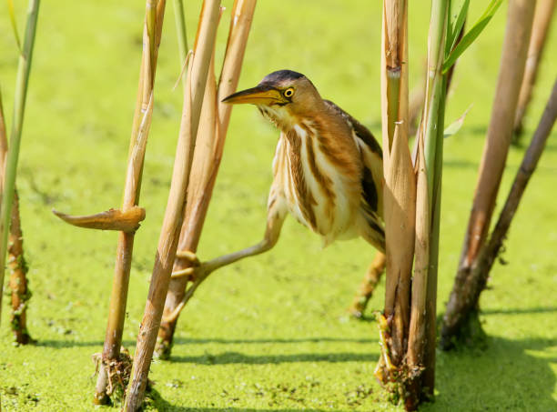 Soon someone will not be lucky A female little bittern neatly sneaks up to the prey from the reed bittern bird stock pictures, royalty-free photos & images