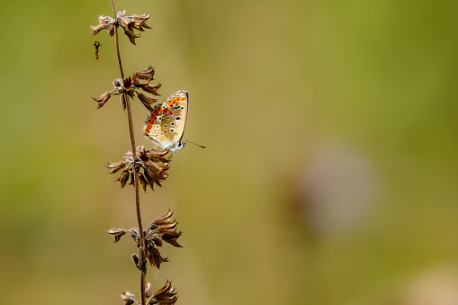 A sooty copper butterfly on a meadow