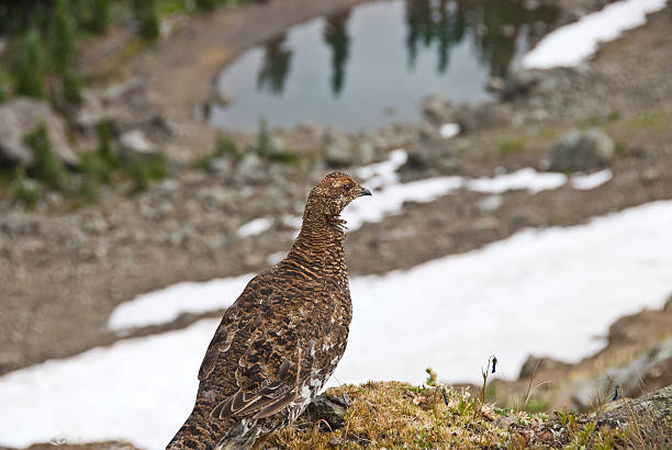 Sooty Grouse Standing Above a Snowfield The Sooty Grouse (Dendragapus fuliginosus) lives in the forests of North America's Pacific Coast mountain ranges from southeast Alaska and Yukon to California. Adult males are dark with a yellow air sac on the throat surrounded by white. Adult females are mottled brown with dark brown and white marks on the underparts. The sooty grouse is a permanent resident in its range but may move short distances by foot or flight in winter. The sooty grouse’s diet consists of conifer needles for which they forage on the ground as well as other green plants and insects. This female sooty grouse was photographed on Hurricane Ridge near Port Angeles, Washington State, USA. jeff goulden olympic national park stock pictures, royalty-free photos & images