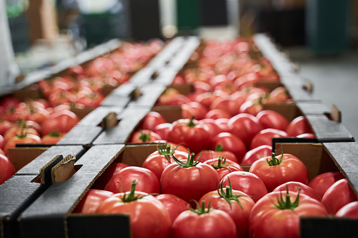 Ripe red and pink tomatoes placed in cardboard boxes stored at a vegetable processing plant