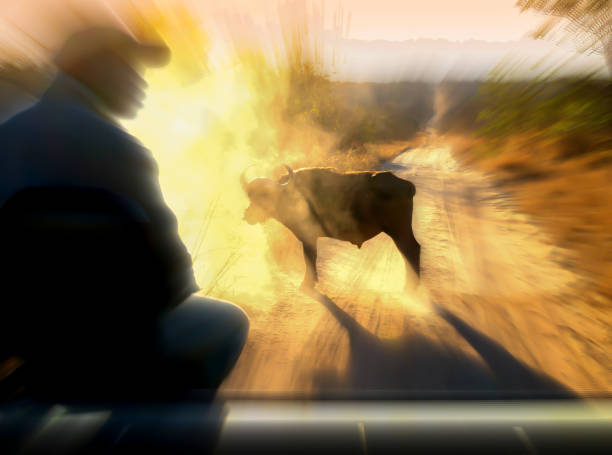 sudáfrica, encuentro con un búfalo del cabo durante un juego grande cinco al amanecer - buffalo shooting fotografías e imágenes de stock