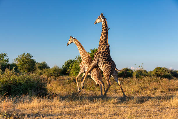 South African giraffe mating in Chobe, Botswana safari stock photo