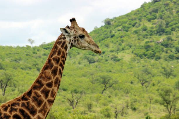 South African giraffe or Cape giraffe (Giraffa camelopardalis giraffa) in the foothills of the Lebombo Mountain bushveld in Kruger National Park, South Africa stock photo