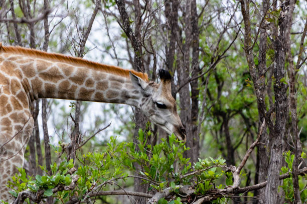 South African giraffe stock photo