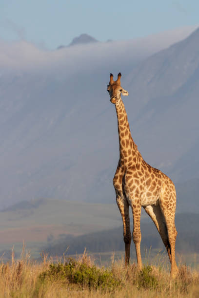 South African Giraffe stock photo